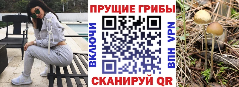купить наркоту  Полярный  Псилоцибиновые грибы ЛСД 